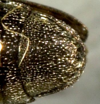 Media type: image;   Entomology 33816 Aspect: anal sclerite